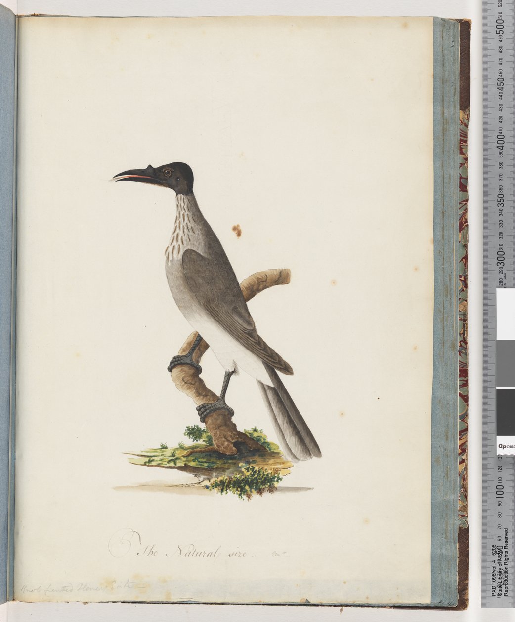 Side 95. Noisy Friarbird. Honeyeater med knott foran av Unknown artist