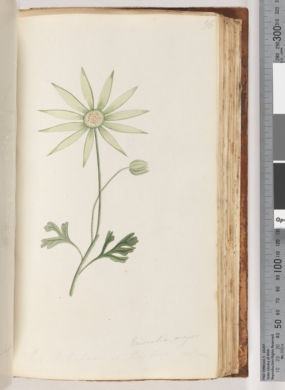 Side 96. Eriocalia major. Dette tror jeg er den sanne fargen av Unknown artist