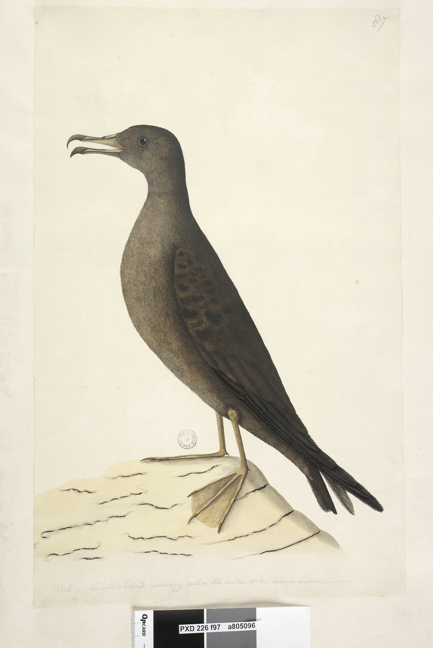 Side 97. Bird of Norfolk Island vanligvis kalt fårekjøttet, tegnet kile i naturlig størrelse, Tailed Shearwater Puffinus Pacificus, 1791-92 av Unknown artist