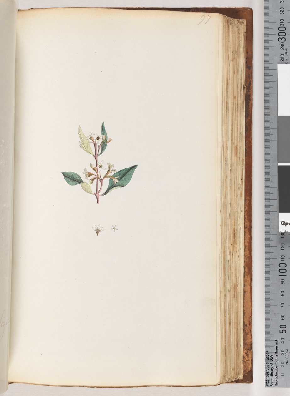 Side 97. Uidentifisert plante av Unknown artist
