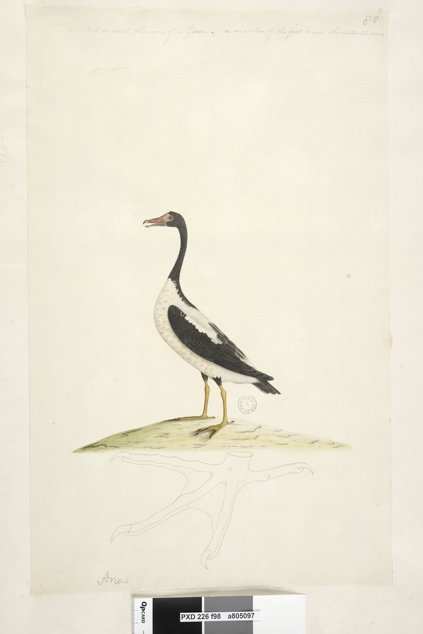Side 98. Anas. langs øvre kant i annen hånd Denne fuglen er omtrent på størrelse med en gås. Nedenfor er en omriss av foten tegnet i naturlig størrelse Pied Goose Anseranas semipalmata, 1791-92 av Unknown artist