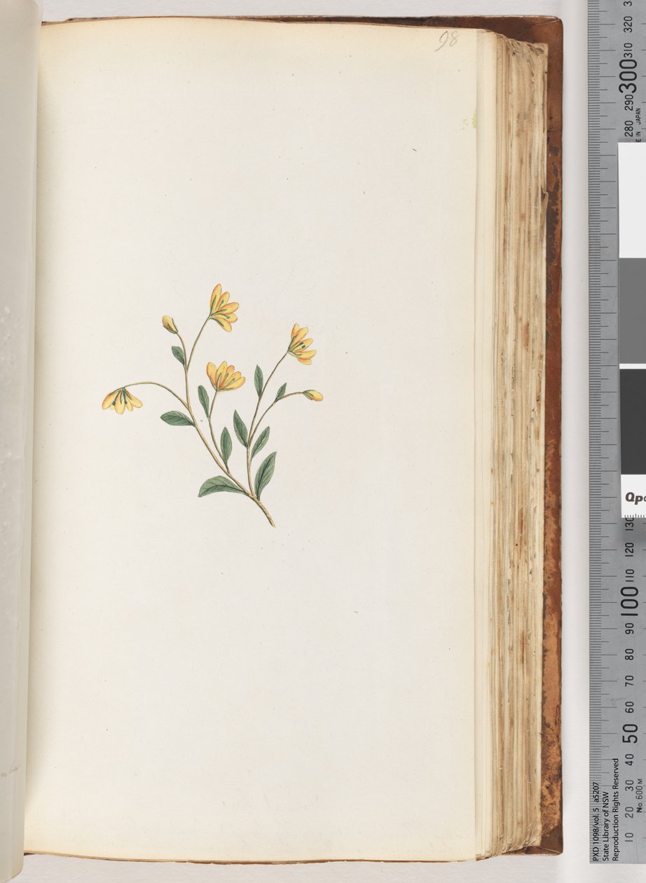 Side 98. Uidentifisert plante av Unknown artist