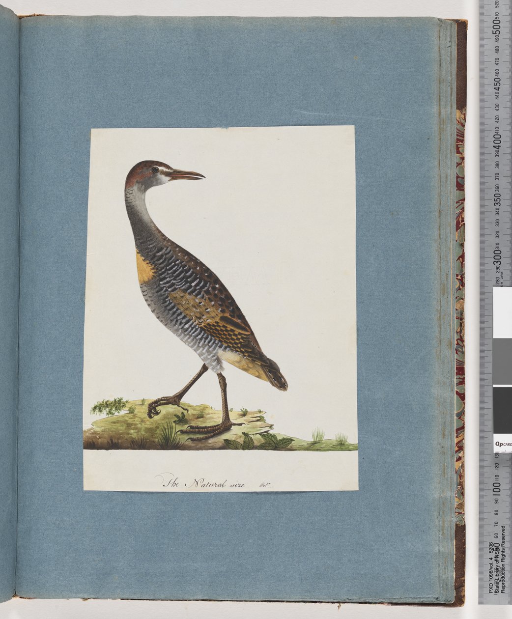 Side 99. Buff-banded Rail av Unknown artist