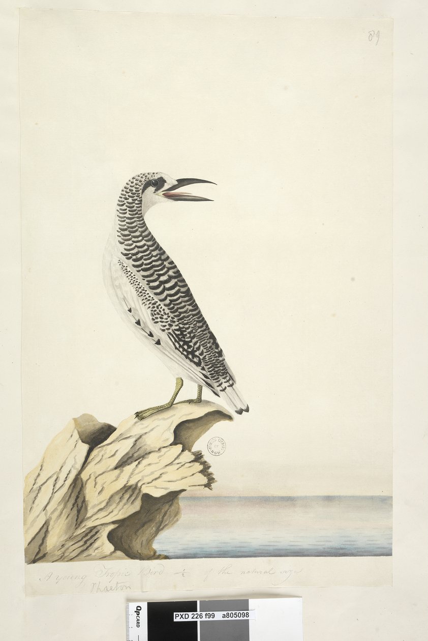 Side 99. Phaeton. i annen hånd En ung tropefugl 1/2 av naturlig størrelse Rød, halet tropefugl Phaethon rubricauda, 1791-92 av Unknown artist