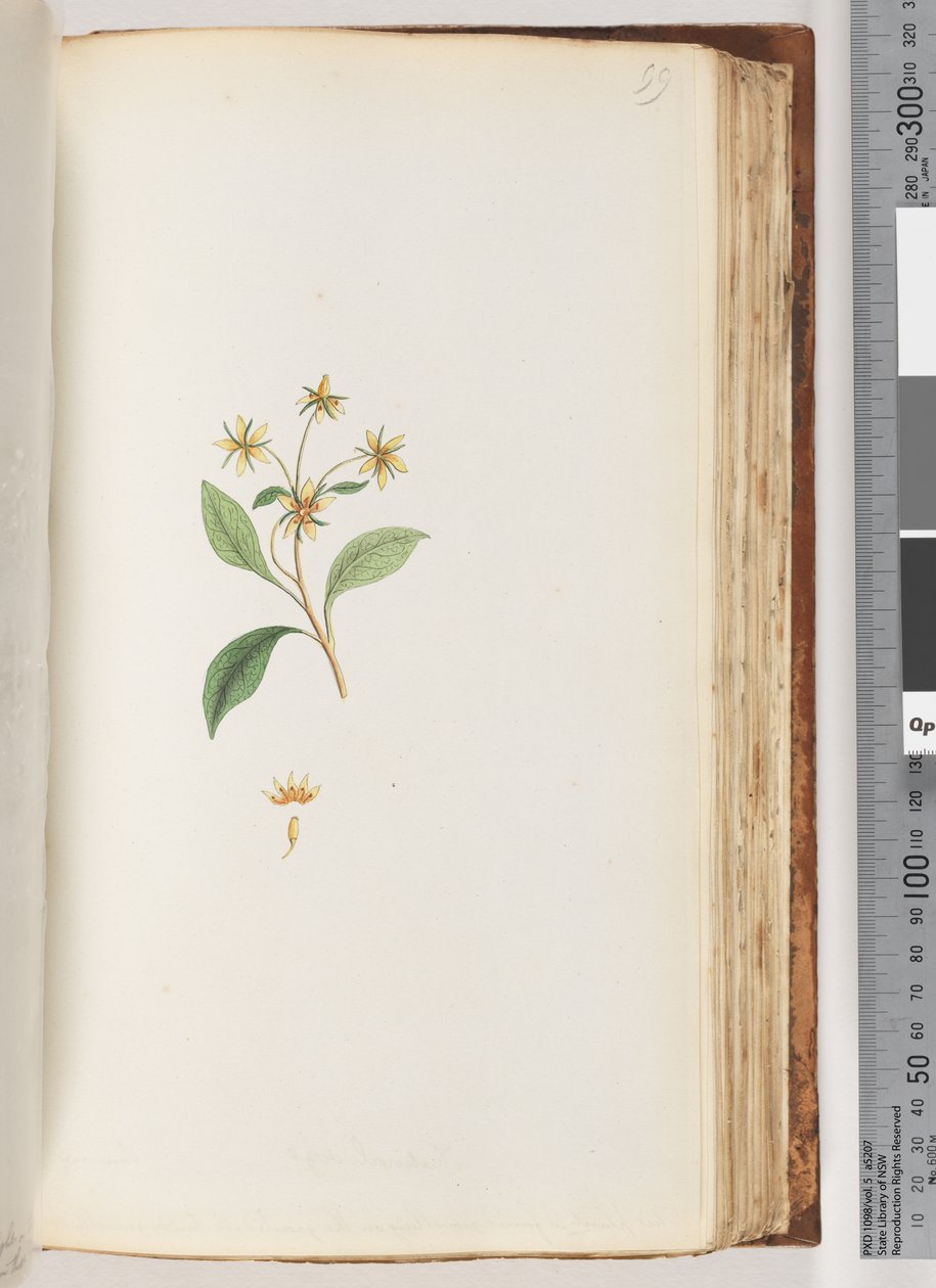Side 99. Uidentifisert plante av Unknown artist