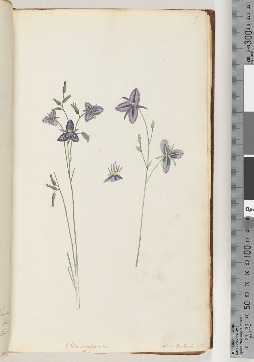 Side 9. Chlamysporum Sal. i Par Lond. nr. 35 av Unknown artist