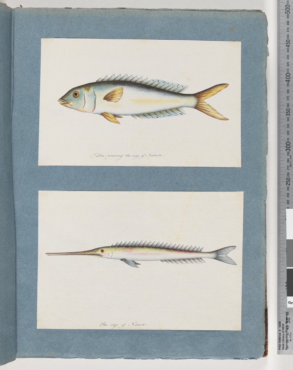 Side 9. Uidentifisert fisk. 10. Uidentifisert fisk av Unknown artist