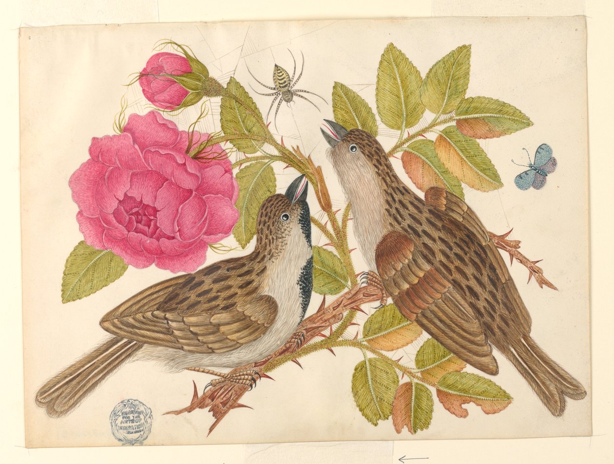 Par brune fugler på rosestilk med sommerfugl og edderkopp av Unknown artist