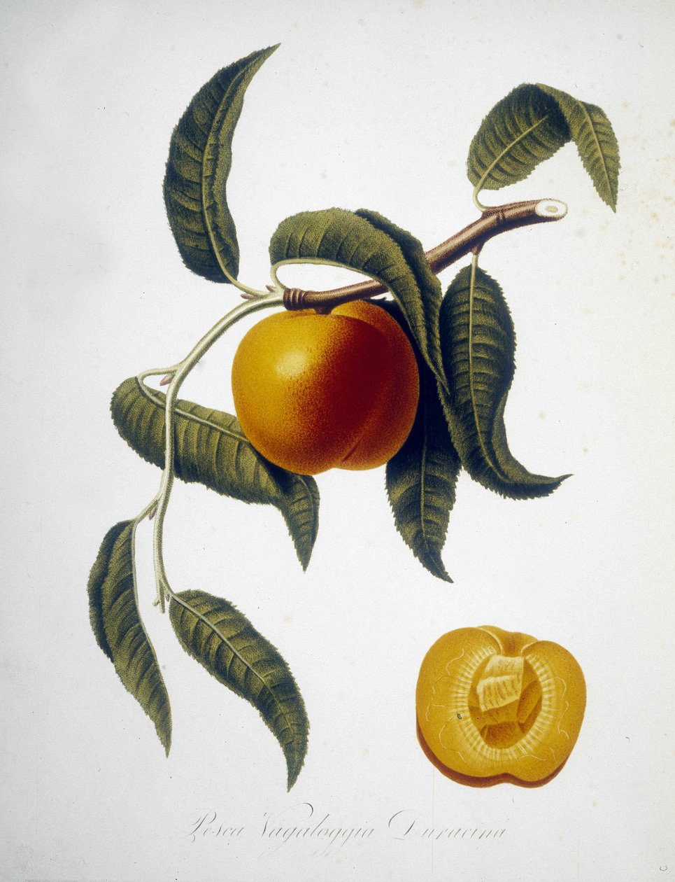 Pesca Vagaloggia Duracina (Fiske og fiskegren). Herbarium fra 1800-tallet. av Unknown artist