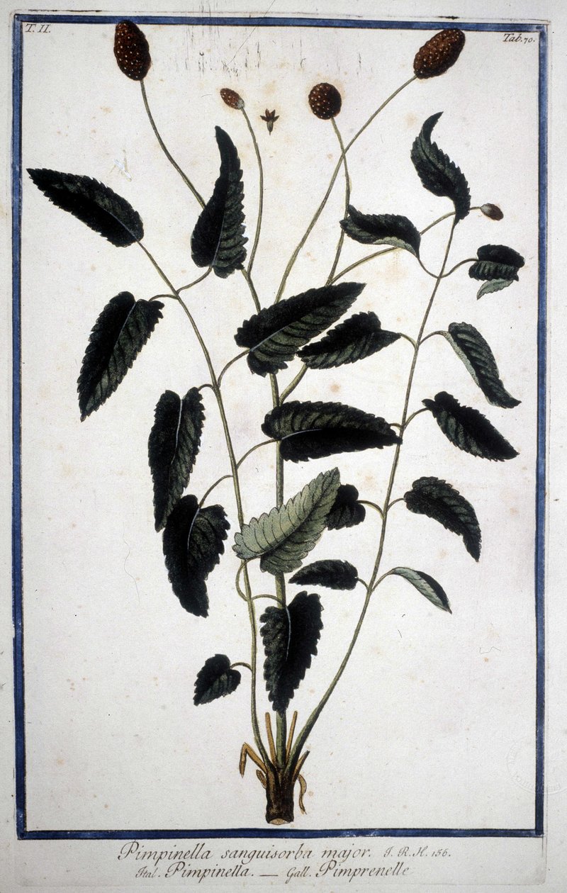 Pimprenelle: Pimpinella Sanguisorba major. av Unknown artist