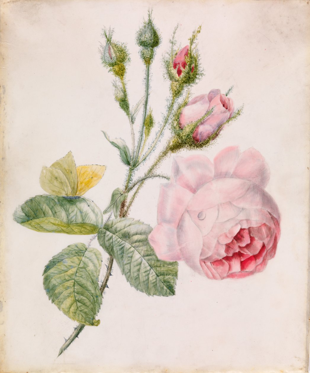 Rosa rose og gul sommerfugl av Unknown artist