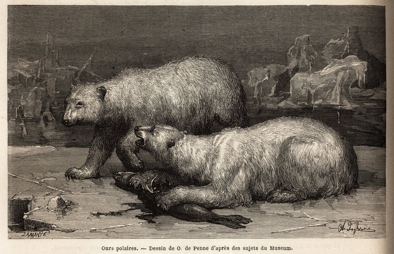 Isbjørner på ispakken slår en sel de nettopp har fanget. Gravering for å illustrere reisen til det frie havet på den arktiske polen, av doktor Hayes, kirurg ved den amerikanske marinen, i 1860-1862, publisert i "Le tour du monde, nouveau journal des voyag av Unknown artist