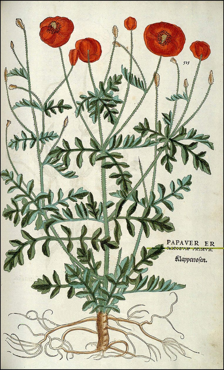 Poppy in - i " "The History of Racism Commentary-merker,..." av Leonhart Fuchs av Unknown artist
