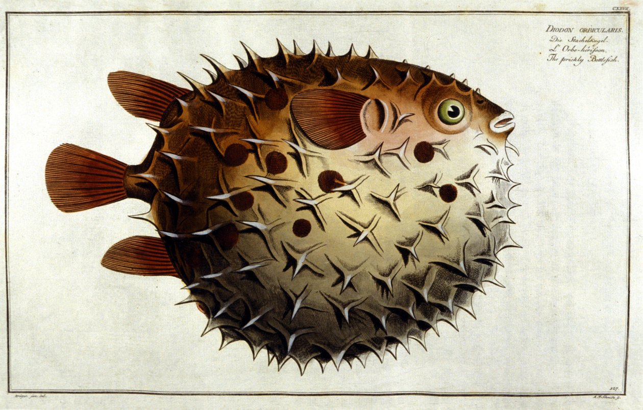 Piggsvinfisk etter Marc Elieser Bloch Ichtyologie Paris - Berlin - London 1787. av Unknown artist