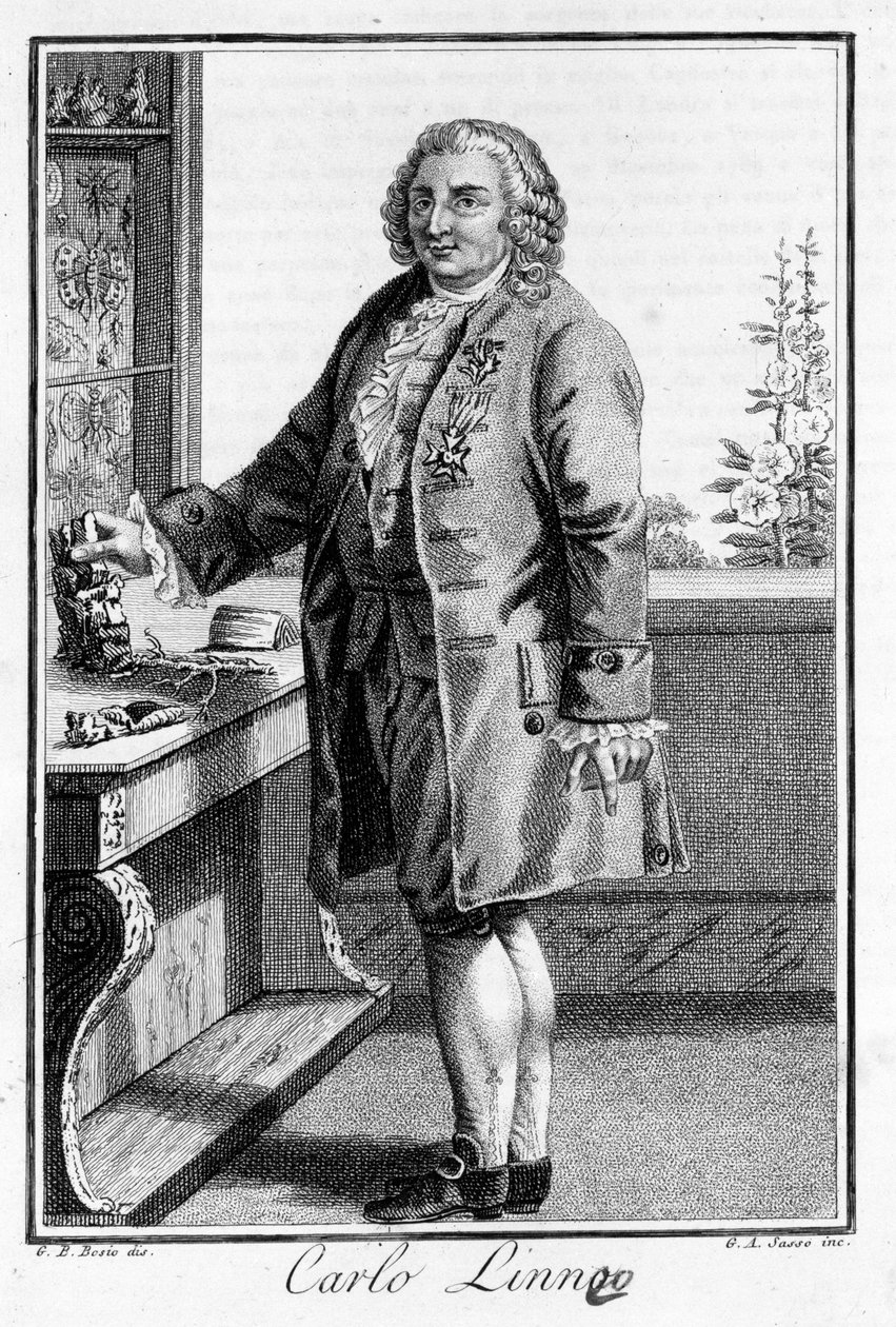 Portrett av Carl Von Linné svensk naturforsker og forfatter (1707 - 1778). Sd. gravering fra 1800-tallet. av Unknown artist
