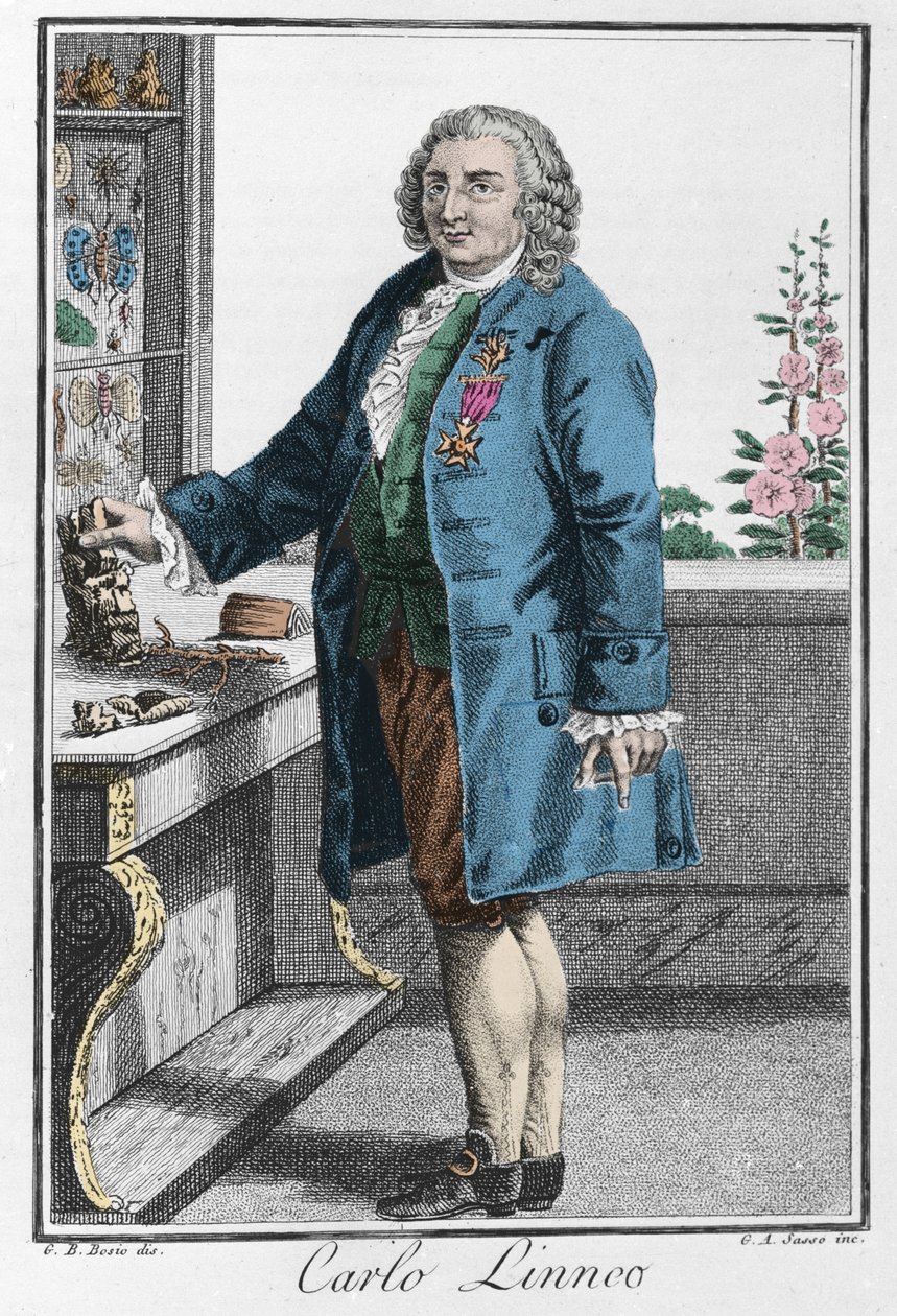 Portrett av Charles Linne (Carl von Linne, Linneus av Unknown artist