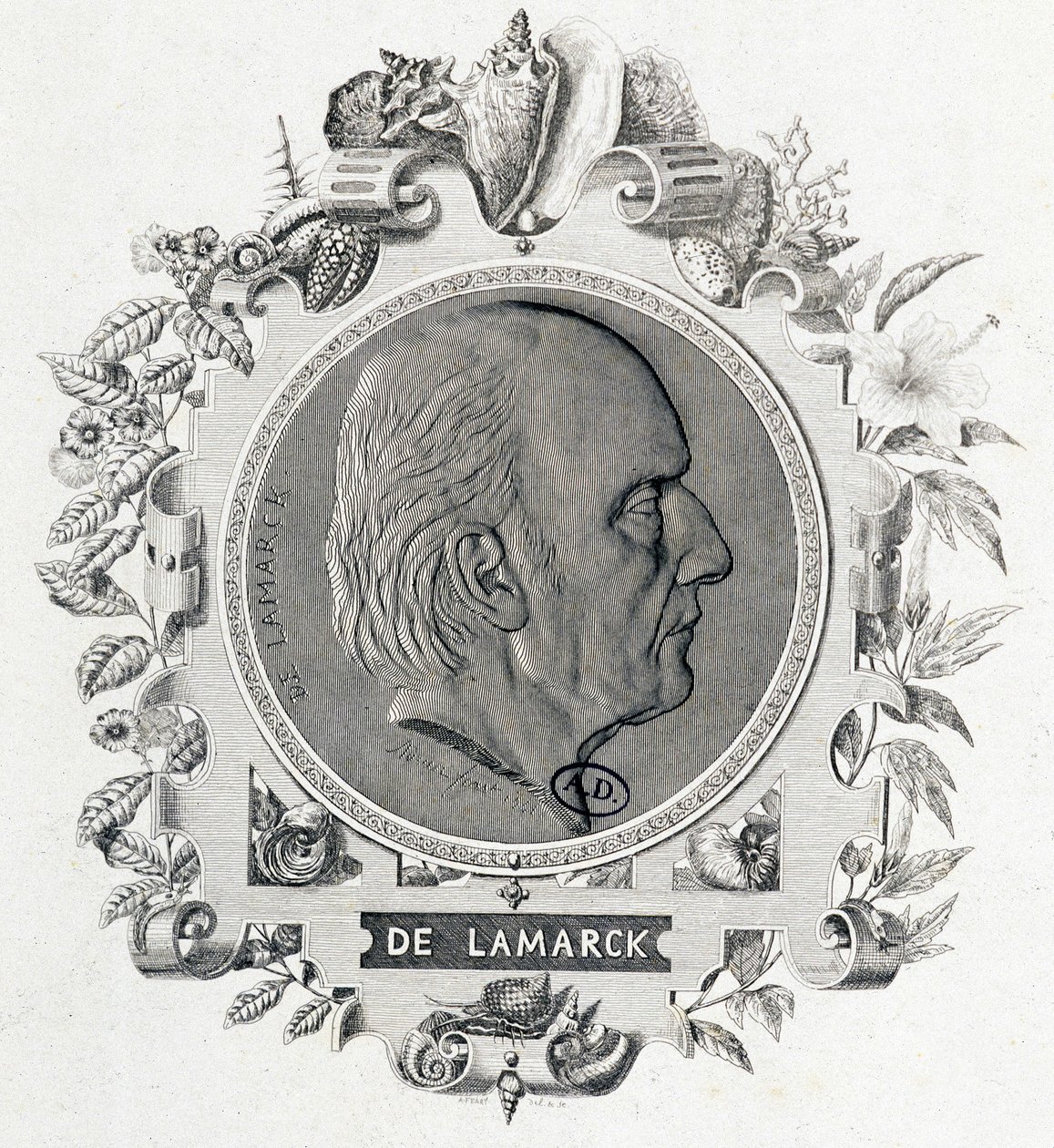 Portrett av Jean Baptiste Lamarck - gravering av Unknown artist