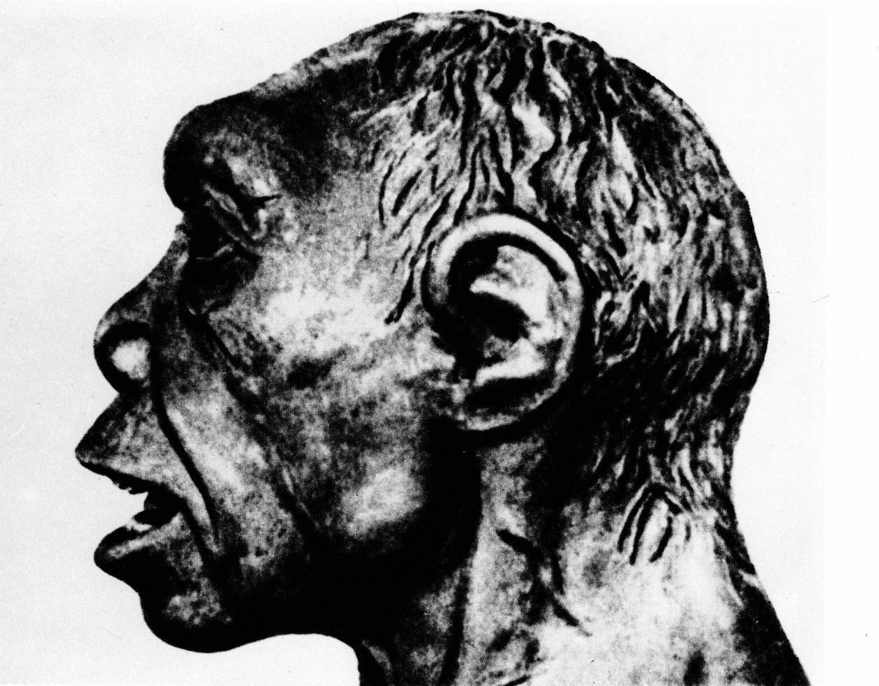 Forhistorie: Gjenoppføring av Broken Hill-mannen (profilansikt), ifølge Schultz. av Unknown artist