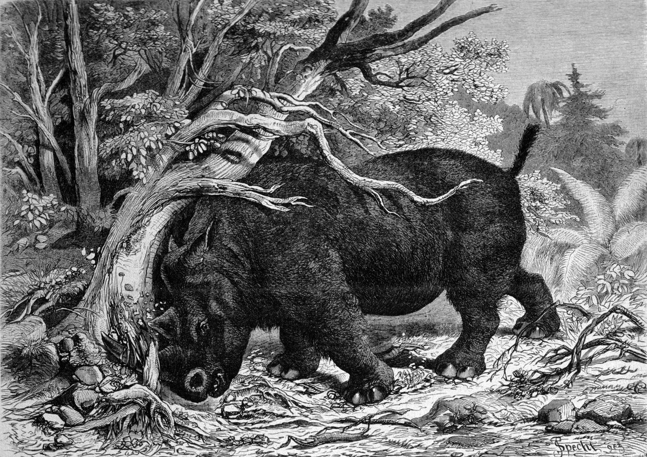 Forhistorie: dinosaur fra perissodactyl-familien, stamfar til neshornet, avrasinerer et tre. Gravering av 1800-tallet fn av Unknown artist