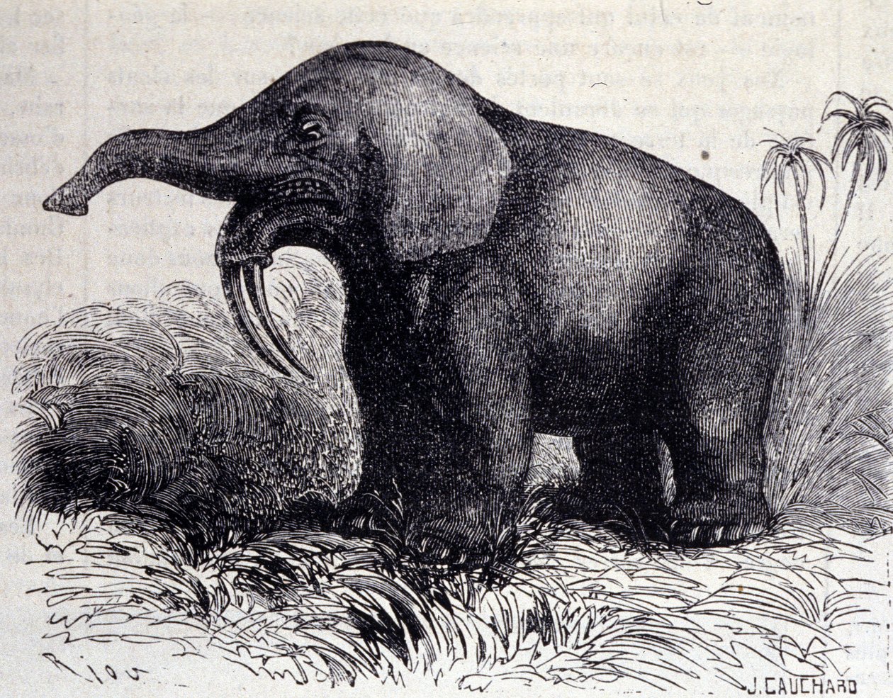Forhistorie: representasjon av et Dinotherium, type pachyderm. av Unknown artist