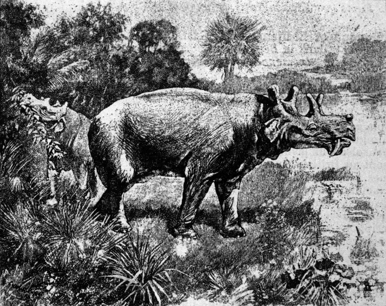 Forhistorie: representasjon av en firhornet Uintatherium-dinosaur. av Unknown artist