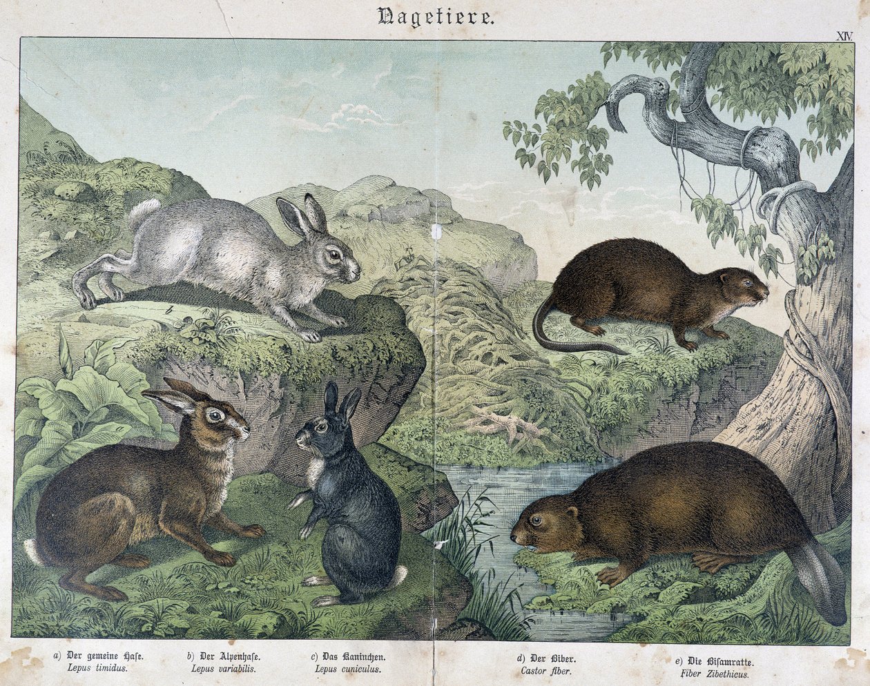 Kanin, bever - i "" Natural History of Pattedyr", red. Schreiber av Unknown artist