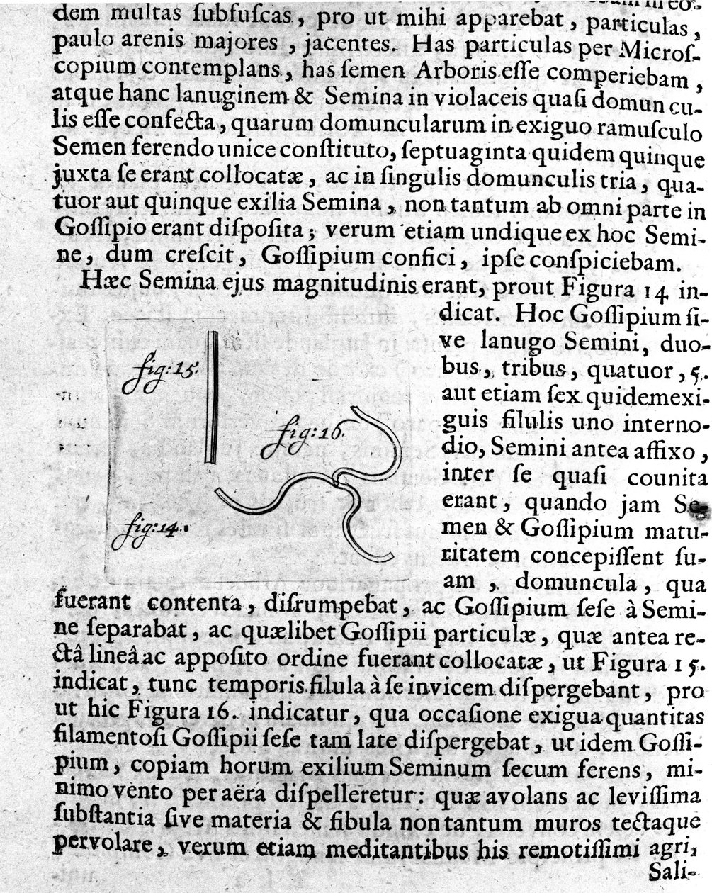 Representasjon av et frukttrefrø Beskrivelse laget av den nederlandske handelsmannen og vitenskapsmannen Antoine van Leeuwenhoek (eller Leeuvenhoek Leeuwenhoeck) (eller Antoni eller Anthonie) (1632-1723). Gravering fra "Investigatio Arcanorum" 1722 av Unknown artist