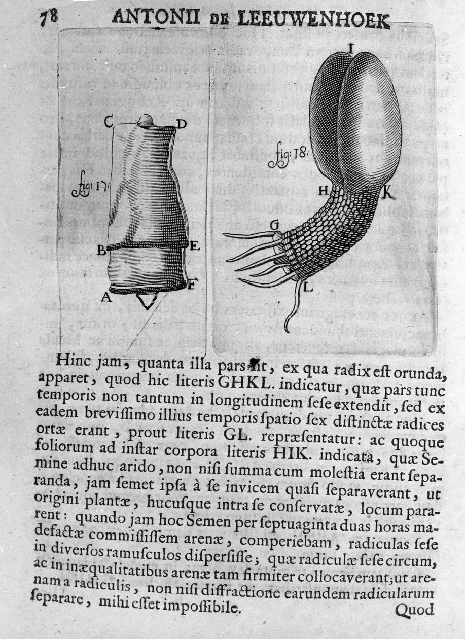 Representasjon av et frukttrefrø Studie av den nederlandske handelsmannen og naturforskeren Antoine van Leeuwenhoek (eller Leeuvenhoek eller Leeuwenhoeck) (eller Antoni eller Anthonie) (1632-1723) Gravering fra "Invetigatio Arcanorum" 1722. av Unknown artist