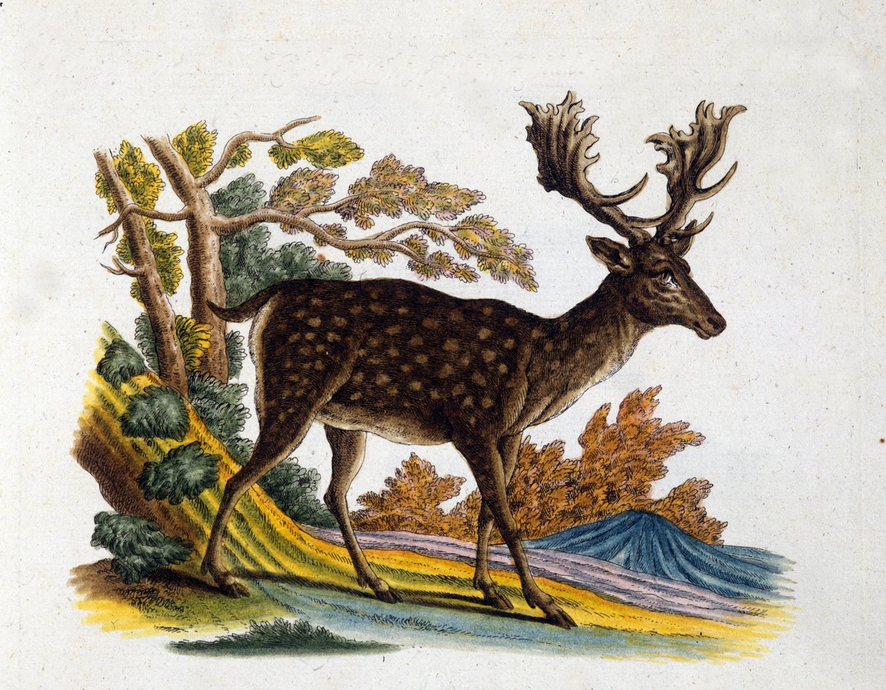 Representasjon av et reinsdyr. 1700-talls gravering av Unknown artist