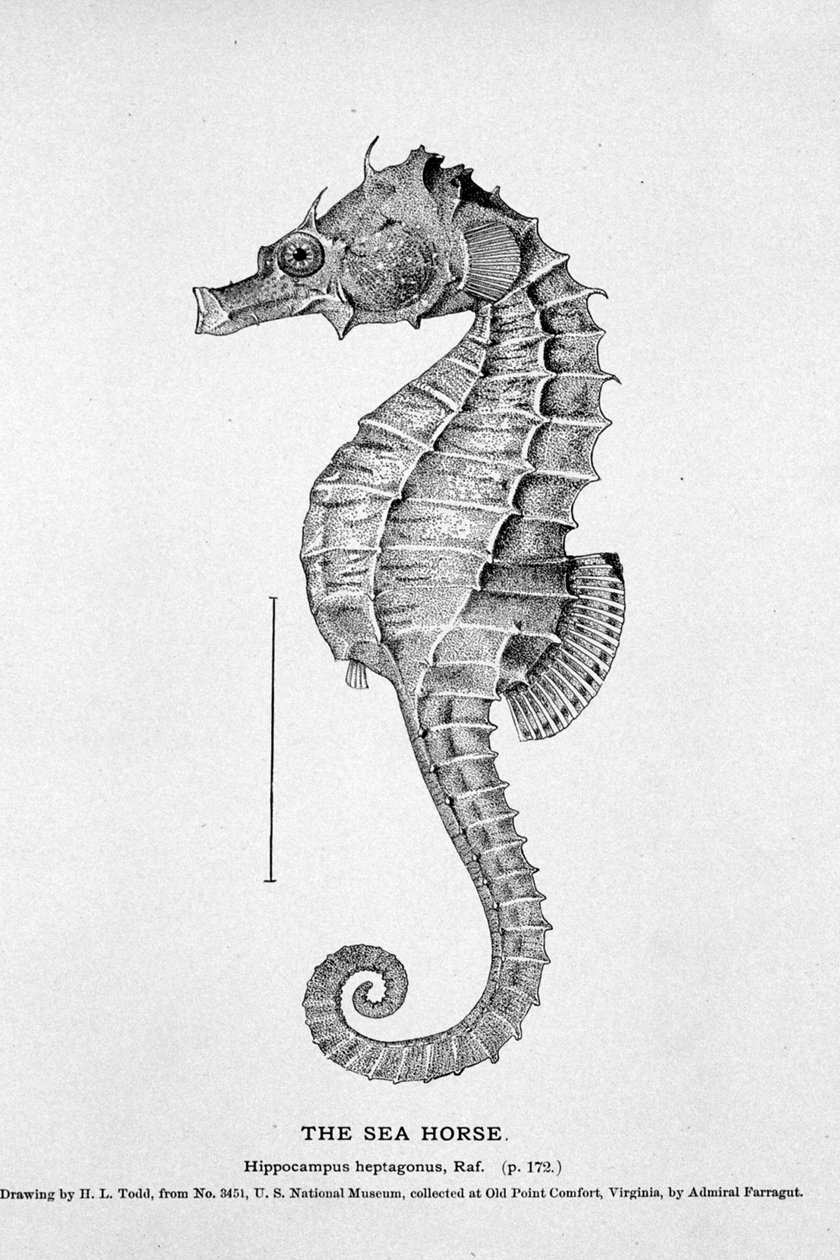 Representasjon av en sjøhest (Hippocampus heptagonis). Naturhistorisk styre på 1800-tallet. av Unknown artist