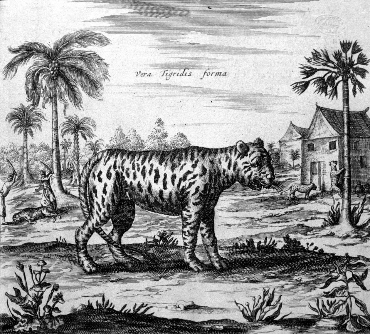Representasjon av en tiger, gravering av "" De China Monumenta"" av Athanasius Kircher av Unknown artist
