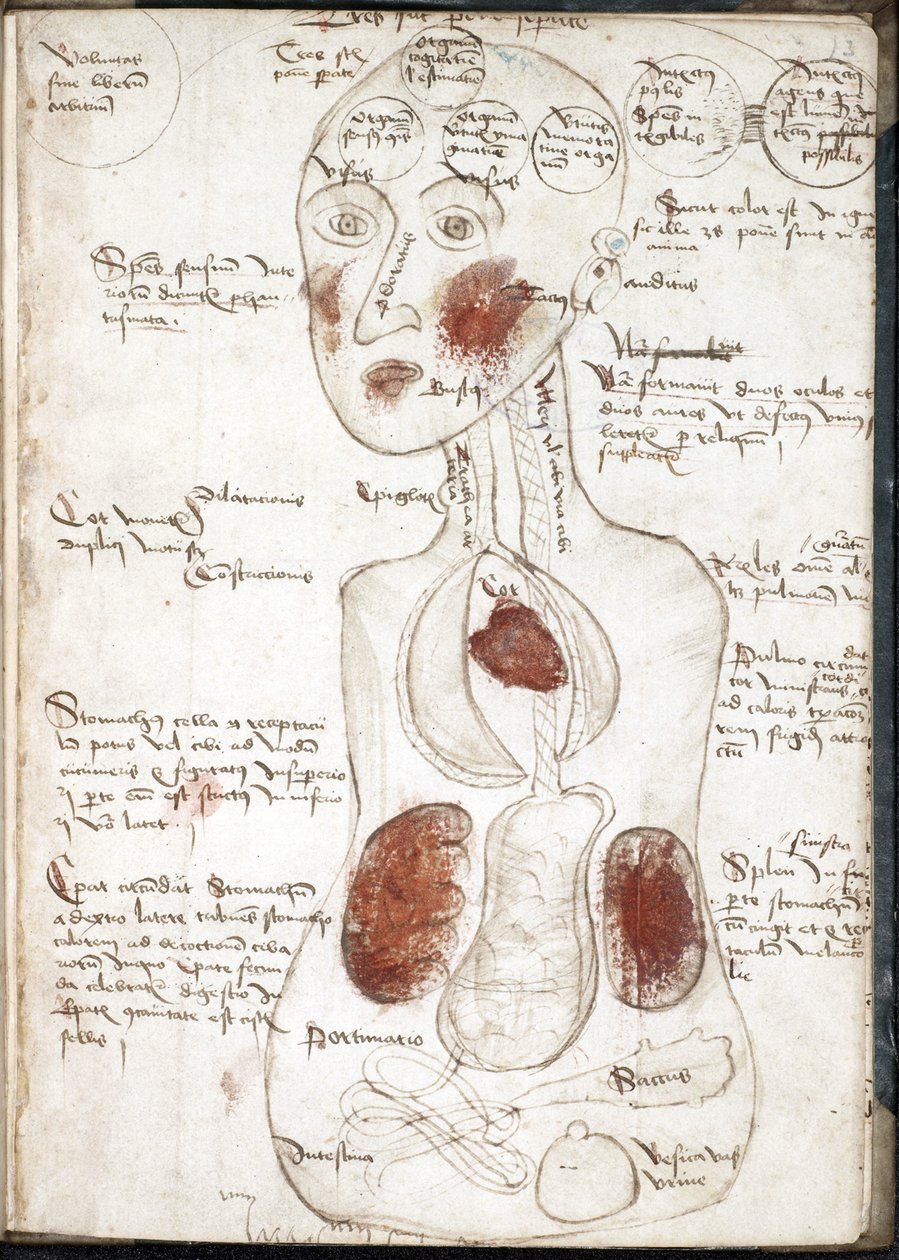 Representasjon av en aristotelisk bevissthetsteori (Fra: De corpore et anima) - Anonym - 1497 - Akvarell på pergament - 22x15,8 - John Rylands universitetsbibliotek av Unknown artist