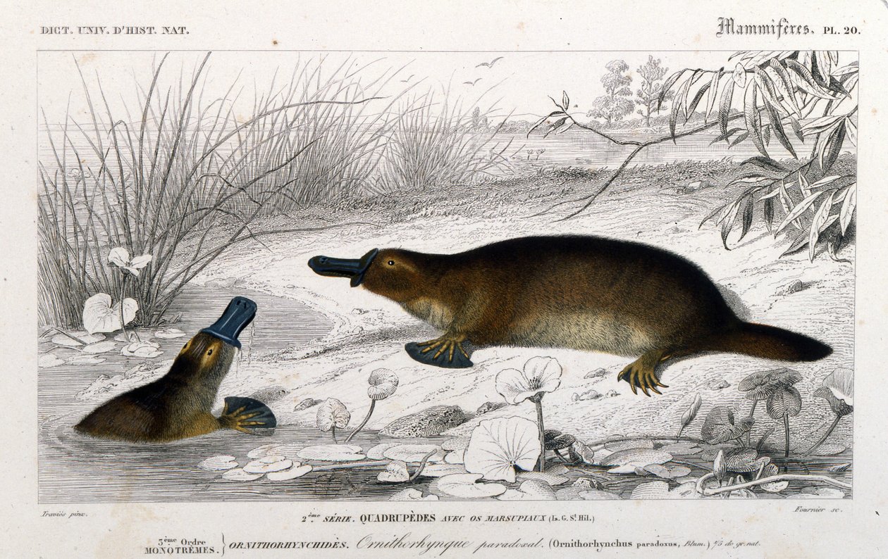 Representasjon av en ornithorynch (Ornithorhynchus paradoxus, Blum.). gravering fra "Universal Dictionary of Natural History"" av C. D