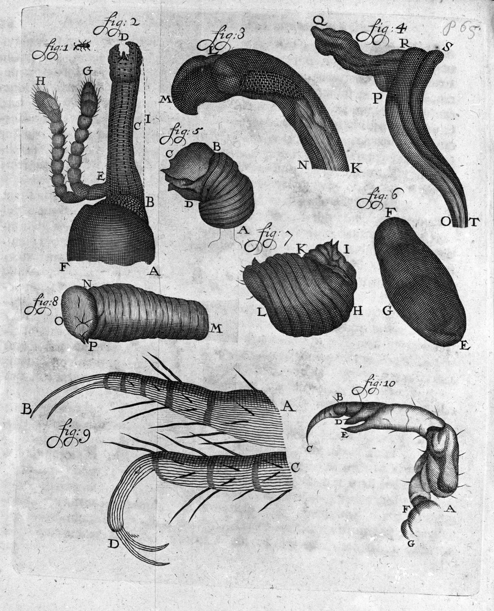 Representasjon av charancons (curculiones lupi) Studie av den nederlandske handelsmannen og naturforskeren Antoine van Leeuwenhoek (eller Leeuvenhoek eller Leeuwenhoeck) (eller Antoni eller Anthonie) (1632-1723) Gravering fra "Invetigatio Arcanorum" 1722. av Unknown artist