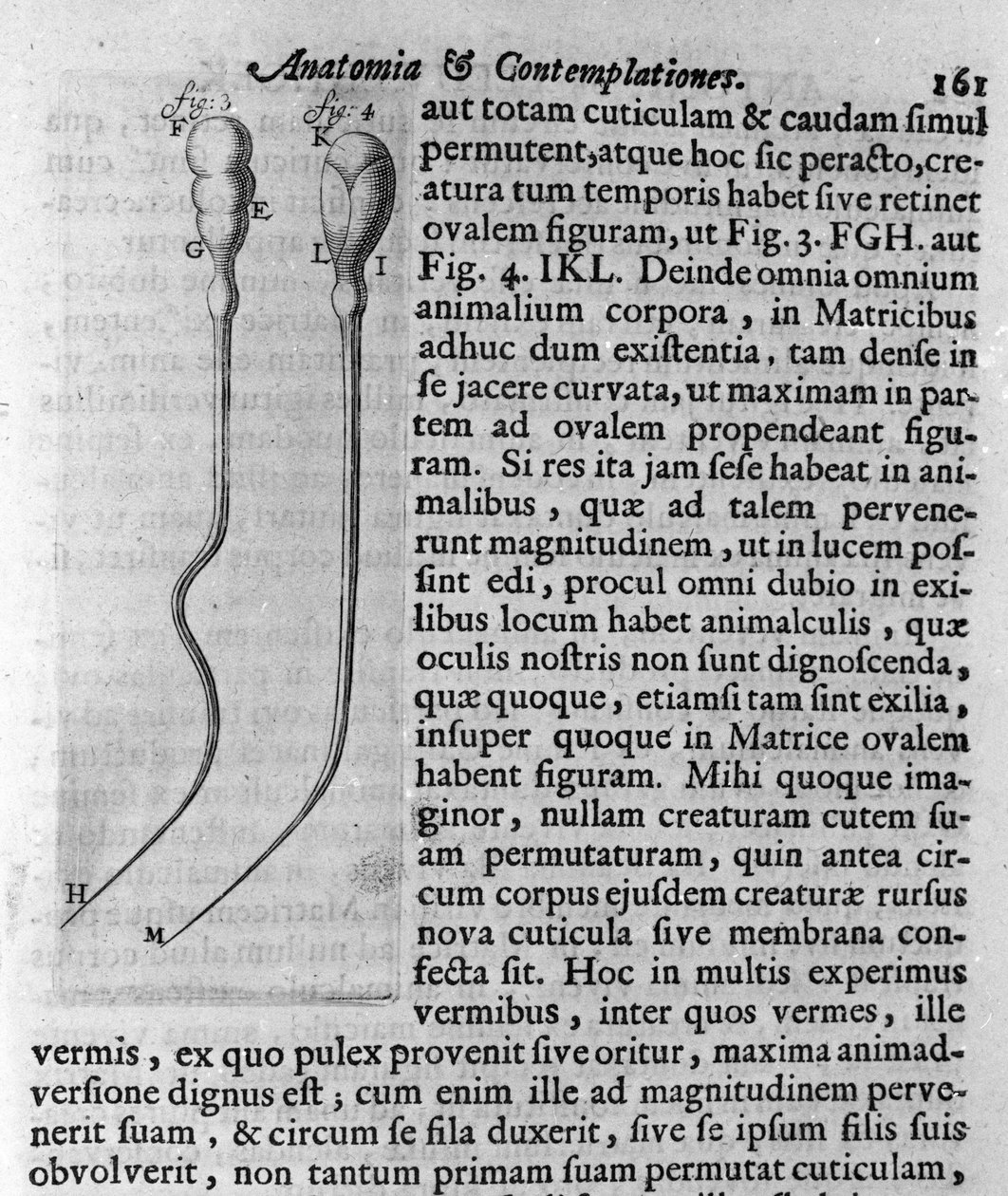 Representasjon av hundespermatozoider Beskrivelse laget av den nederlandske handelsmannen og vitenskapsmannen Antoine van Leeuwenhoek (eller Leeuvenhoek Leeuwenhoeck) (eller Antoni eller Anthonie) (1632-1723). Gravering fra "Investigatio Arcanorum&quo av Unknown artist