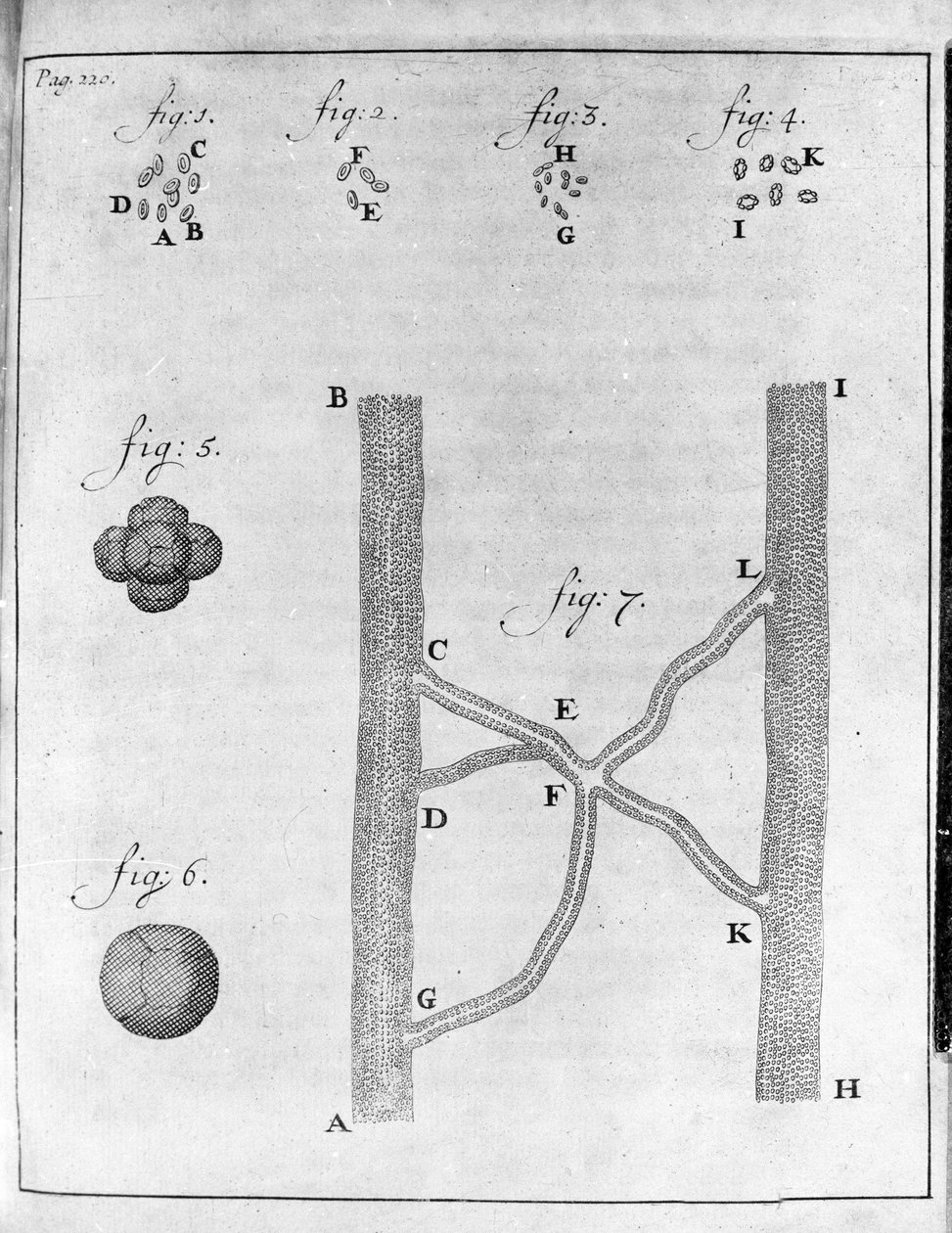 Representasjon av hematia (røde blodlegemer) hos laks og piggvar Studie av den nederlandske handelsmannen og naturforskeren Antoine van Leeuwenhoek (eller Leeuvenhoek eller Leeuwenhoeck) (eller Antoni eller Anthonie) (1632-1723) Gravering fra "Epistolae ad av Unknown artist