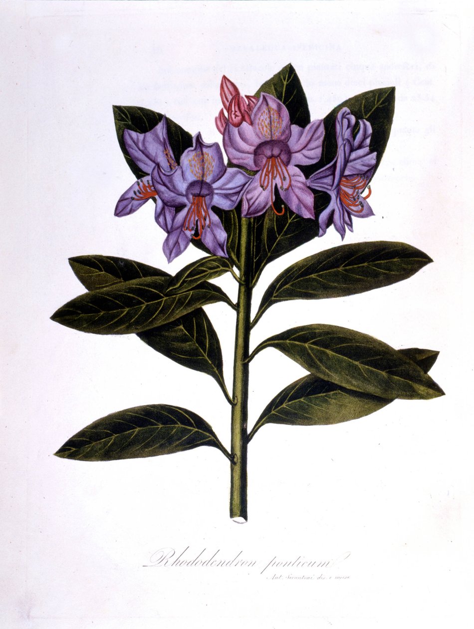 Rhododendron (Rhododendrum Bridges). av Unknown artist