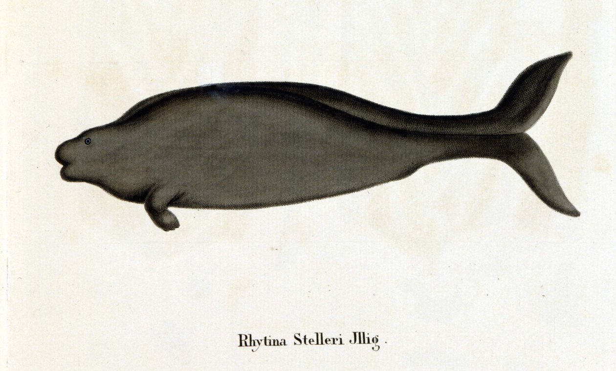 Rhytina Stelleri også kalt marine ku Steller, eksemplarer forsvant på 1700-tallet. av Unknown artist