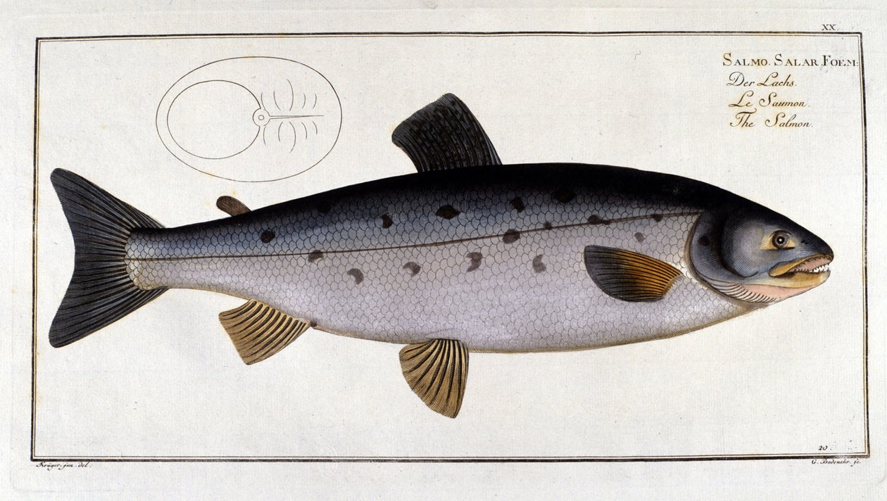 Salmon (Salmo salar) av Marc Elieser Bloch Ichtyologie Paris - Berlin - London 1787. av Unknown artist