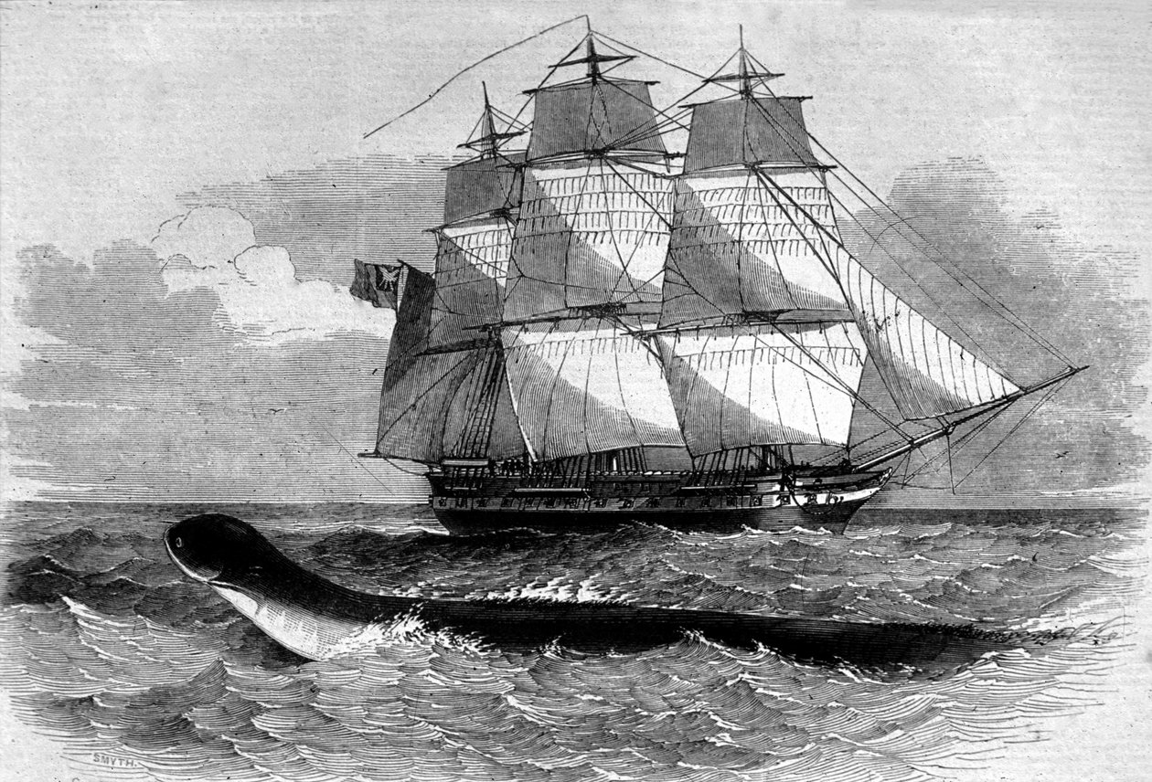 Sjømonster: utseende av en sjøslange på Daedalus fregattveien i 1848. Gravering fra 1800-tallet. av Unknown artist