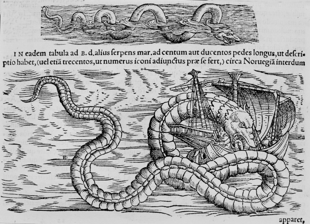 Sjøslange, marine skapning etter Conrad (= Konrad) Gesner av Unknown artist