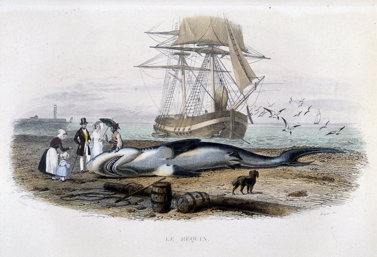 Haifiske - i "Lacepèdes naturhistorie"" av Unknown artist