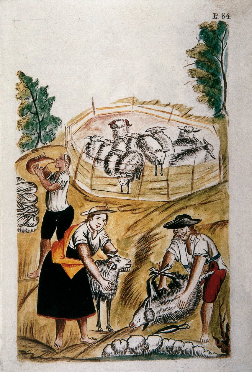 Saueklipping, fra boken "Trujillo of Peru" eller "Codex Martinez Companion", av Baltazar Martinez Companion og Bujanda, biskop av Trujillo (1782-1785) av Unknown artist