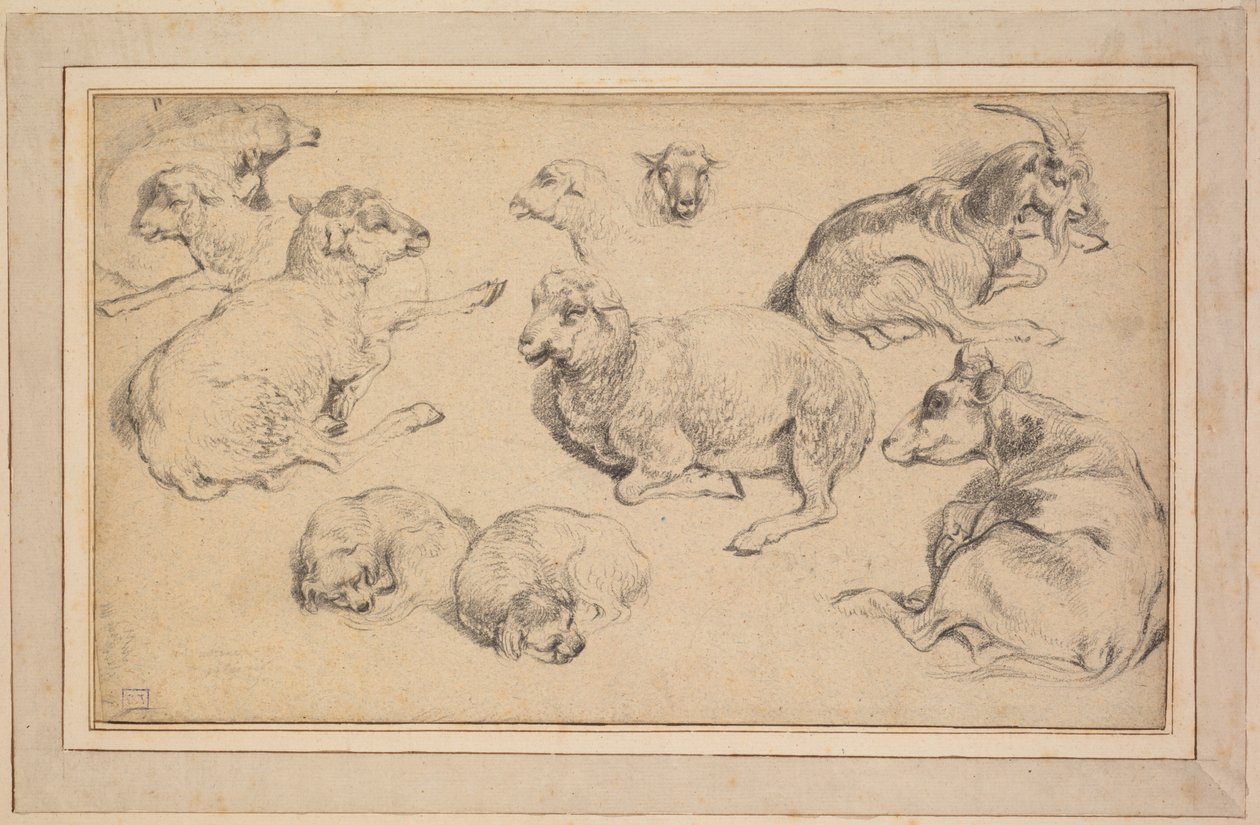 Ark med studier med sauer, geiter og hunder av Unknown artist
