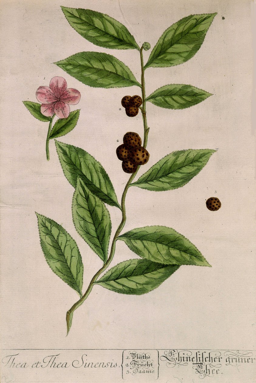 Sinensis teplante - botanisk bord av Unknown artist