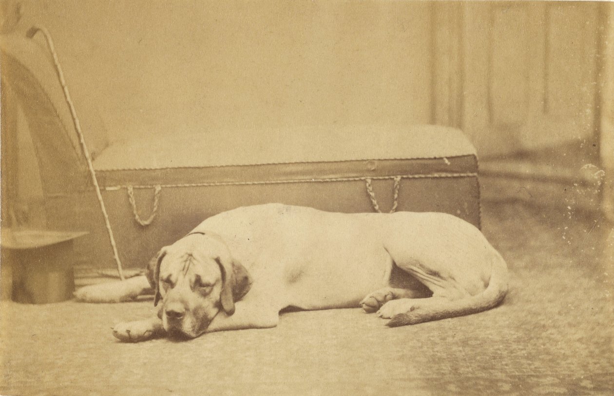 [Sovende hund] av Unknown artist