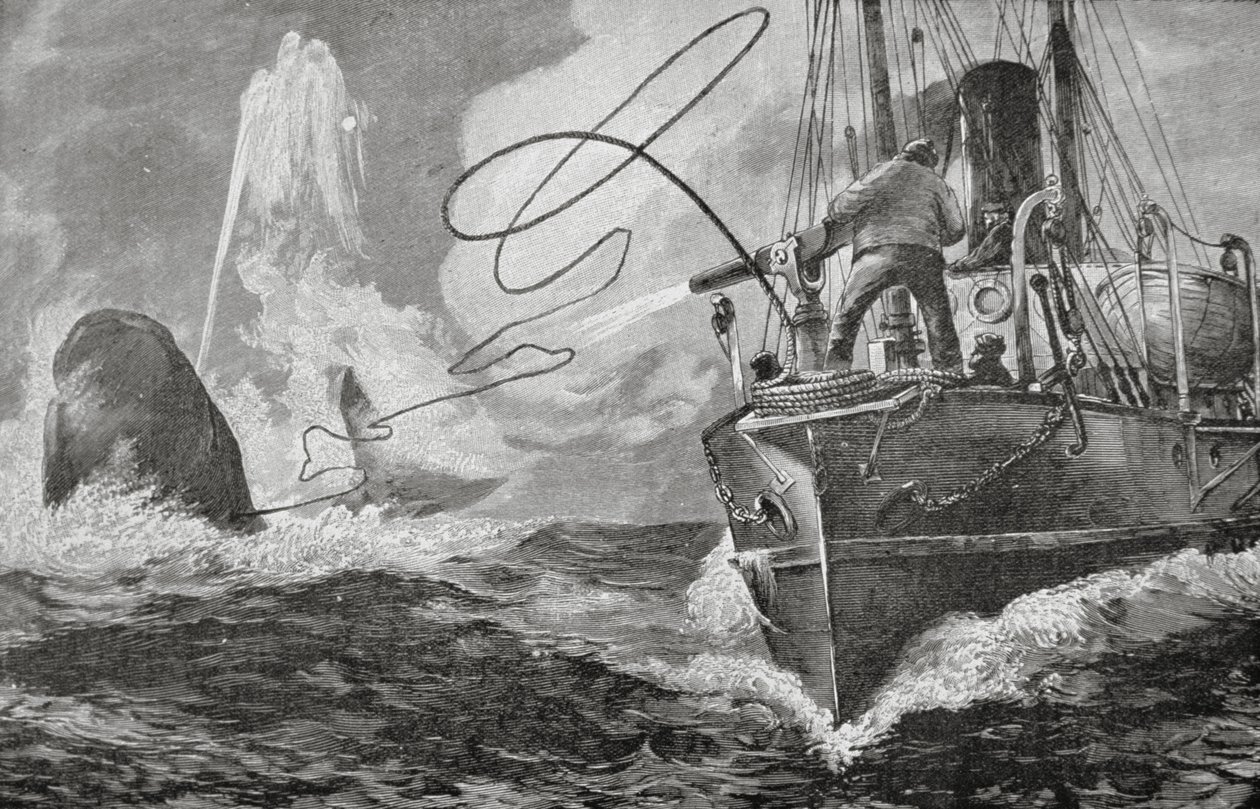 Dampskip som hvalfangere av Unknown artist