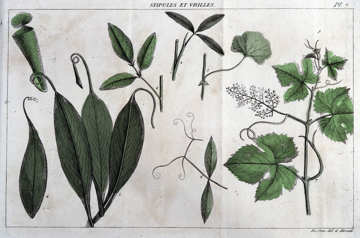 Stipuler og ranker: i "" Flora Françoise, eller en kort beskrivelse av alle plantene som vokser naturlig i Frankrike, ordnet etter en ny analysemetode som sitatet deres minst tvetydige dyder innen medisin og deres nytte i av Unknown artist