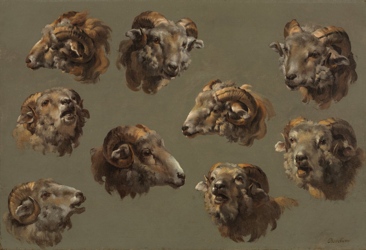 Studier av Ram Heads av Unknown artist