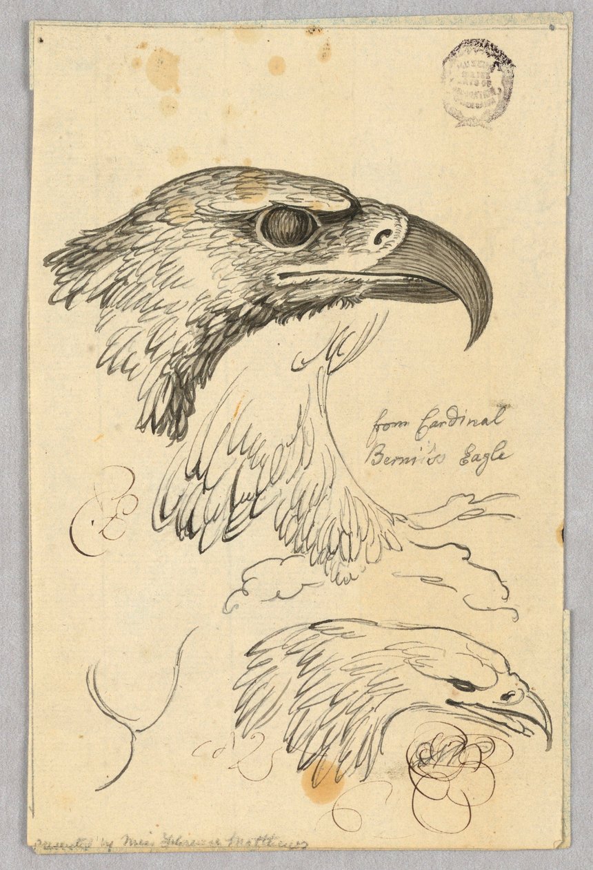 Studier av Two Eagle Heads and One Wing, fra kardinal Bernis
